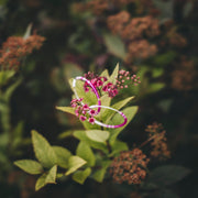 Your Life Could End Up Changing Hoops [PREORDER]