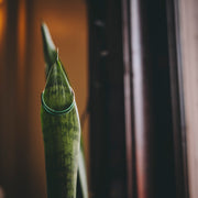 My Future is Unlimited Hoops [PREORDER]