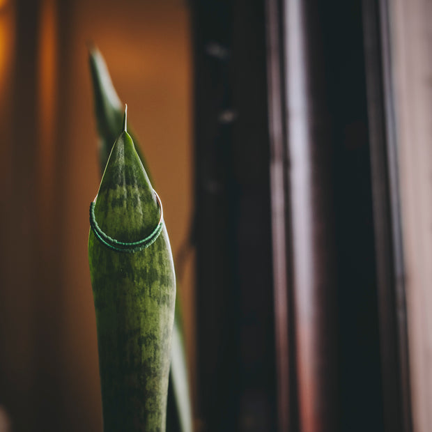 My Future is Unlimited Hoops [PREORDER]